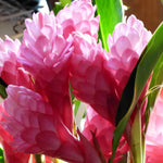 1 Pink Ginger Plant Live for Planting 4-9 Inc Height, Hawaiian Ginger Flowers to Grow