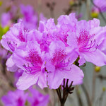 Live Azalea Plant, Hardy Rhododendron Flowering Shrub, 10 Inches Tall for Growing (Purple)