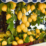 Live Meyer Lemon Tree, Potted Citrus Plant, 3-5 Inches Tall