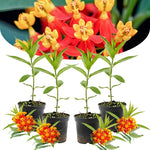 4 Tropical Red Milkweed Plants Live, Butterfly Milkweed Asclepias Tuberosa, Tropical-Style Blooms for Outdoor Gardens, 4-9" Height, No Pot