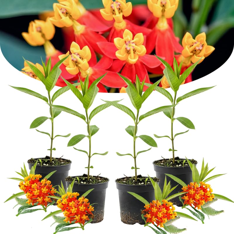 4 Tropical Red Milkweed Plants Live, Butterfly Milkweed Asclepias Tuberosa, Tropical-Style Blooms for Outdoor Gardens, 4-9" Height, No Pot