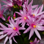 Pink Easter Cactus Plant Live 4-7 Inches, Spring Easter Cactus, Vibrant Seasonal Blooms for Indoor Planting