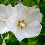 Althea Rose of Sharon Plant Live for Planting 6-13 Inch Height, Hibiscus Syriacus Flowers, in Pot, Rose of Sharon Shrub Bush Live (White)