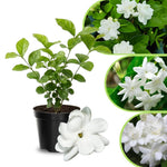 Jasmine Live Plant 4–8″ Tall, Jasmines Flower Vine, Fragrant White Blooms, Outdoor or Container Growing (Orleans Jasmine)