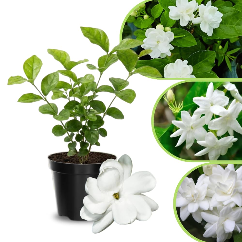 Jasmine Live Plant 4–8″ Tall, Jasmines Flower Vine, Fragrant White Blooms, Outdoor or Container Growing (Orleans Jasmine)