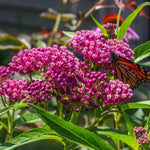 4 Pink Milkweed Plants Live, Butterfly Milkweed Asclepias Tuberosa, Tropical-Style Blooms for Outdoor Gardens, 4-9" Height, No Pot