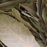 Live Bay Leaf Tree Plant, Laurus Nobilis Sweet Bay Laurel Plant, 7-10 Inch Tall in 4 Inch Pot for Planting