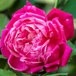 Rose Bush Live Plant, Heirloom Rose Plant Live for Planting, 5-10 Inch Tall, Fragrant Flowers Well Rooted Starter Plant, No Pot (Red Rose)