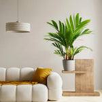 Palm Tree Live Plant, Fully Rooted in 3 Gallon Pot, Rare Tropical Plant Live for Indoor or Outdoor Growing, Orange