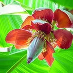 Banana Plant Live, Ornamental Zebrina Banana Tree Live Plant, Hardy Banana Fruit Seedling 4 to 8 Inch Tall, Indoor Outdoor