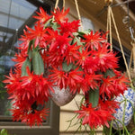 Pack of 2 Red Easter Cactus Plants, Holiday Cactus Flower Plant Succulent, Size 4 to 7 Inch, Without Pot, Easter Cactus Live Plant