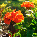 2 Orange Geranium Plants Live, Geraniums Live Plants, Colorful Flowering Plants for Garden, Patio, or Hanging Baskets, 5-9" Tall, No Pot