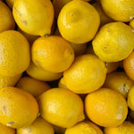Live Meyer Lemon Tree, Potted Citrus Plant, 3-5 Inches Tall