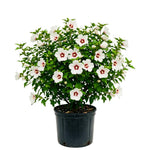 White Red Rose of Sharon Plant, Summer Bloom Garden Shrub, 6-12 Inch Tall