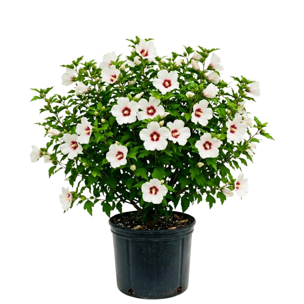 White Red Rose of Sharon Plant, Summer Bloom Garden Shrub, 6-12 Inch Tall