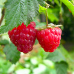 High Yield Raspberry Plants Live for Outdoor Planting, Size 5-9" in Tall, No Pot, Dormant in Winter, Cold Hardy (Red Caroline)