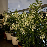 Night Blooming Jasmine Plant Live 4-7 Inches Tall, Fragrant Flowering Vine for Garden, Patio Containers and Indoor Growing