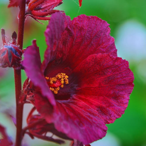 2 Hardy Hibiscus Plants Live, Cranberry Hibiscus Flowers Plants from 5 Inches Tall
