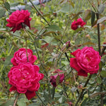 Rose Bush Live Plant, Heirloom Rose Plant Live for Planting, Fragrant Flowers Well Rooted Plant, 5-10 Inch Tall (Red Rose)