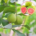 Sweet Pink Guava Tree Live Plant for Outdoor Planting, Tropical Fruit Tree Fragrant and Sweet, Starter Size, 5-9" in Tall