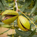 Set 4 Pecan Trees Plants Lives Bare Roots, Hardy Nut Tree, 1 to 2 Feet Tall, Pecan Bare Roots, No Leaves, No Pot