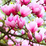Ann Magnolia Plant Live 6 to 12 Inches Tall, in 2.5 Inches Pot, Purple Red Magnolia Tree Live Plant, Fragrant Magnolia Flowers