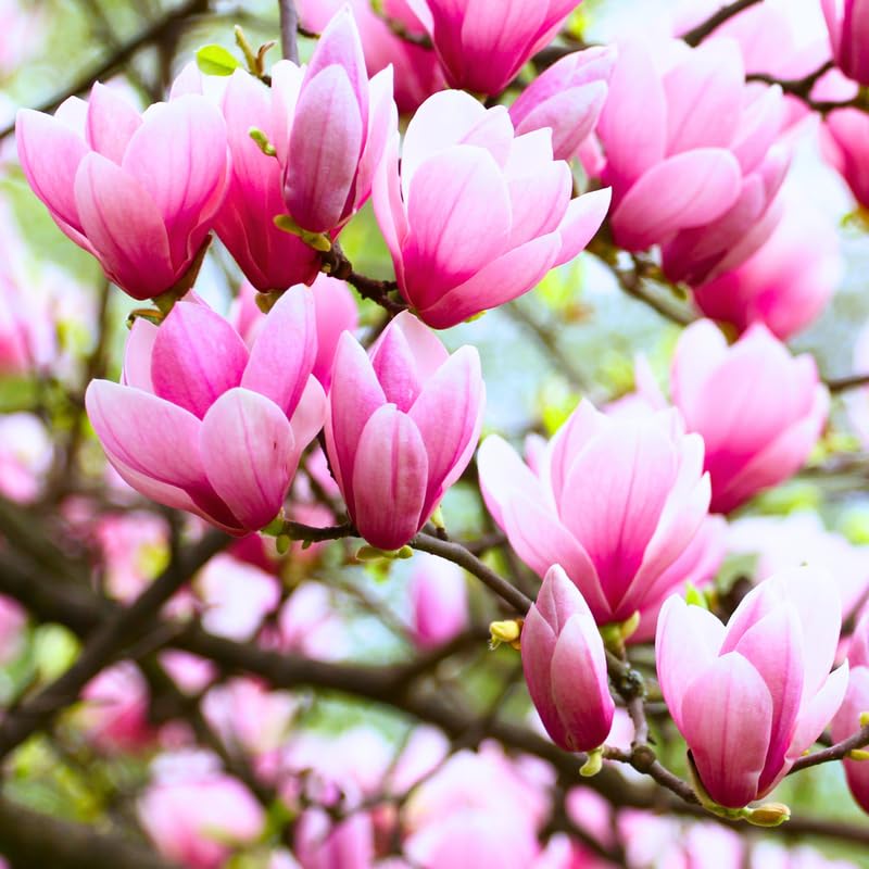 Ann Magnolia Plant Live 6 to 12 Inches Tall, in 2.5 Inches Pot, Purple Red Magnolia Tree Live Plant, Fragrant Magnolia Flowers