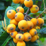 Loquat Fruit Tree 2-3 Feet Tall, One Gallon Pot, Well-Rooted Loquat Plant for Garden and Orchard Planting