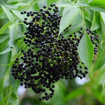 Black Elderberry Bush, Elderberries Plant Live for Planting, 6 to 12 Inch Tall, Fruit Tree Live Plant