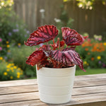 Live Begonia Plant, Indoor Flowering Houseplant, 4-8 Inches Tall, for Indoor or Outdoor Gardens (Red Foliage)