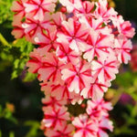 Pack 4 Bicolor Perennial Verbena Plants, Red White Verbena Live Plants, Verbena Flower Trailing Plants Live for Planting, Verbena Plants in Zones 7 to 11