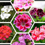 2 Mixed Geranium Plants Live, Vibrant Blooms, Hardy Perennial Geranium Flowers 4-8 Inches, Indoor Outdoor Planting