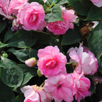 2 Double Impatiens Plants, Double Flowering Impatiens Starter Plant 4-7 Inches, Shade Garden or Patio Container Flower (Double Pink)