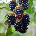 Pack 2 Thornless BlackBerry Plants Live to Grow 4 to 8 Inch Tall, BlackBerry Bush Live Plant, Sweet Blackberries Fruit Tree Indoor Outdoor (Sweet Pie BlackBerry)
