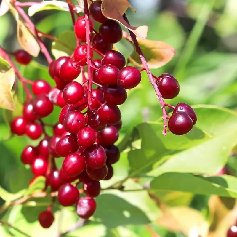 Red Chokecherry Tree Live Plant, Chokecherry Plant Live 8 to 14 Inch Tall, in 2.5 Inch Pot