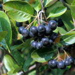 Black Chokeberry Tree Live Plant for Planting, Chokeberry Plant Live 8 to 14 Inch Tall, in Quart Pot