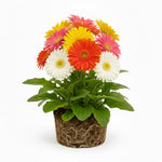 Mix Gerbera Daisy Plants Live, Assorted Daisy Plant, 5-7 Inches Tall, Colorful Perennial Plant, Bright Blooms for Indoor Outdoor Growing