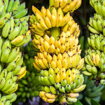 Banana Plant Live, NAM Wah Banana Tree Live Plant, Hardy Banana Fruit Seedling 4 to 8 Inch Tall, Indoor Outdoor