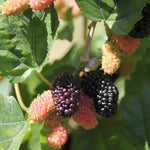 Mulberry Tree Live Plant 5 to 8 Inc Height, Sweet Mulberry Bush Live Plant, Mulberry Plant Live (Illinois Mulberry)