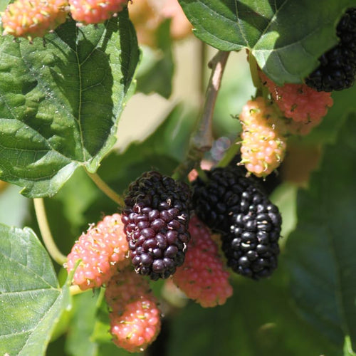 Illinois Mulberry Tree Live Plant, Cold Hardy Fruit Tree, 5-8 Inch Tall