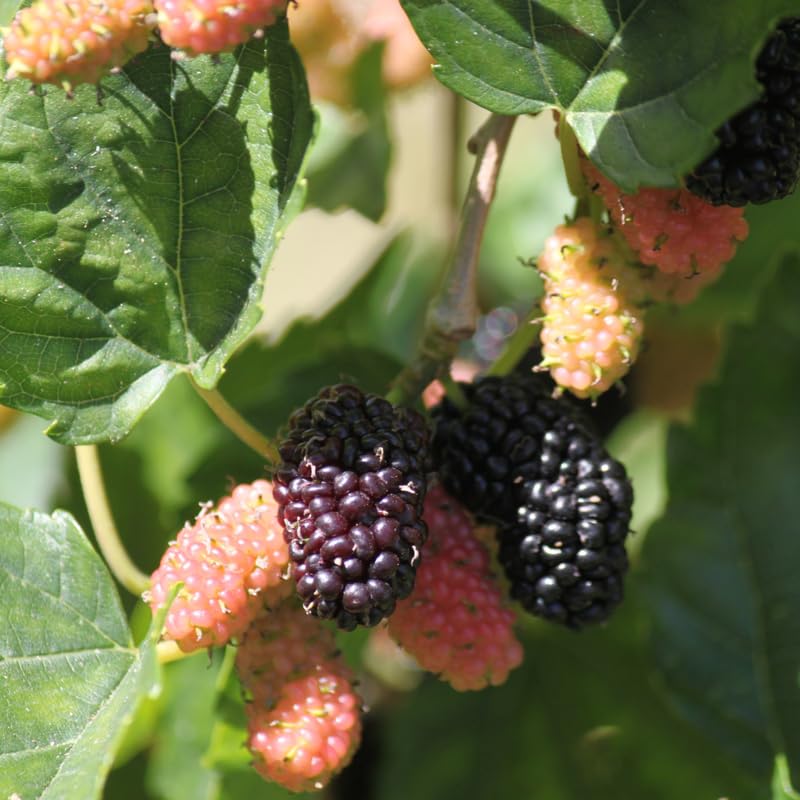 Mulberry Tree Live Plant 5 to 8 Inch Tall, Everbearing Mulberry Bush Live Plant, Mulberry Plant Live (Illinois Mulberry)