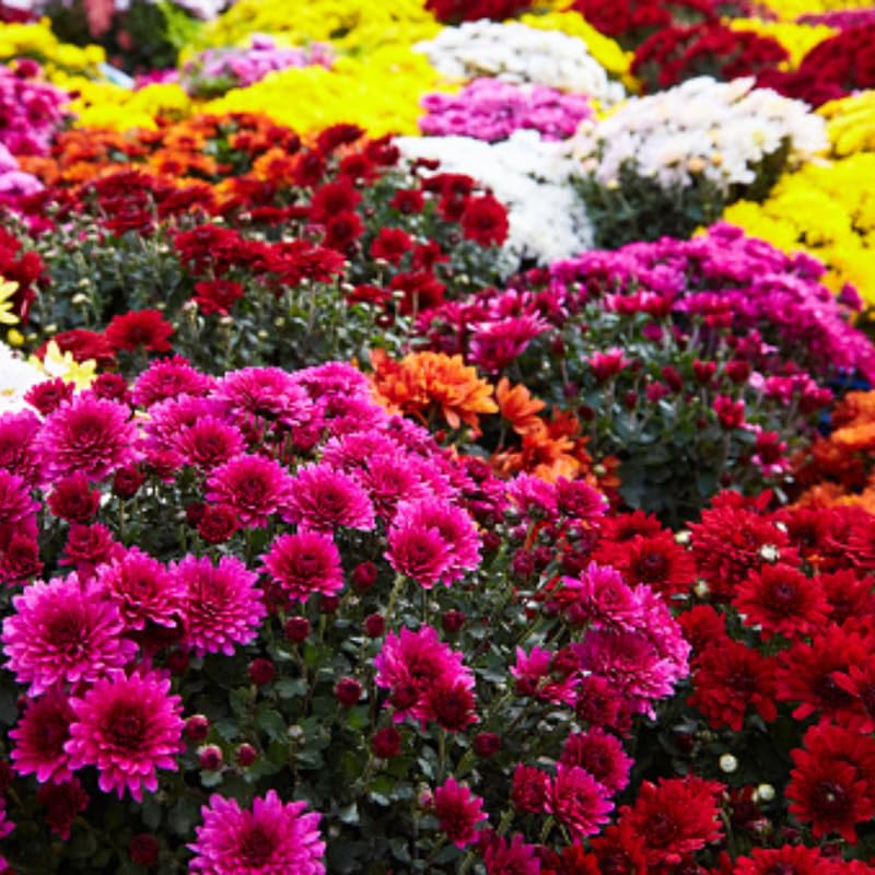 3 Hardy Chrysanthemum Plants Live, Mixed Mums Plants Live, 5 to 7 Inc Tall, Chrysanthemum Flowers Perennials Gardening Outdoor