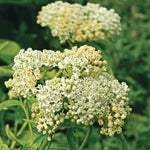 4 White Milkweed Plants Live 4-9 Inc Tall, Tropical Milkweed Plants Well Rooted, Outdoor Growing