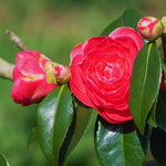 Camellia Plant Live, Camellia Japonica Tree Live Plant, 4 Inc Potted Bush Plant, Fragrant Flower Plants (Red)