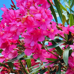 3 Pink Oleander Plants Live, 5 to 7 Inches Tall, Live Oleander Plants, Well Rooted for Gardening Inside Outside