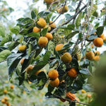 Persimmon Tree Live Plant, Persimmon Fruit Trees Live Plant, Quart Pot