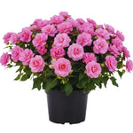 2 Impatiens Plants Live, Impatiens Flower Live Plant, 5 to 7 Inc Tall, Annual Flower Hanging Basket Plants Outdoor Indoor (Double Pink)
