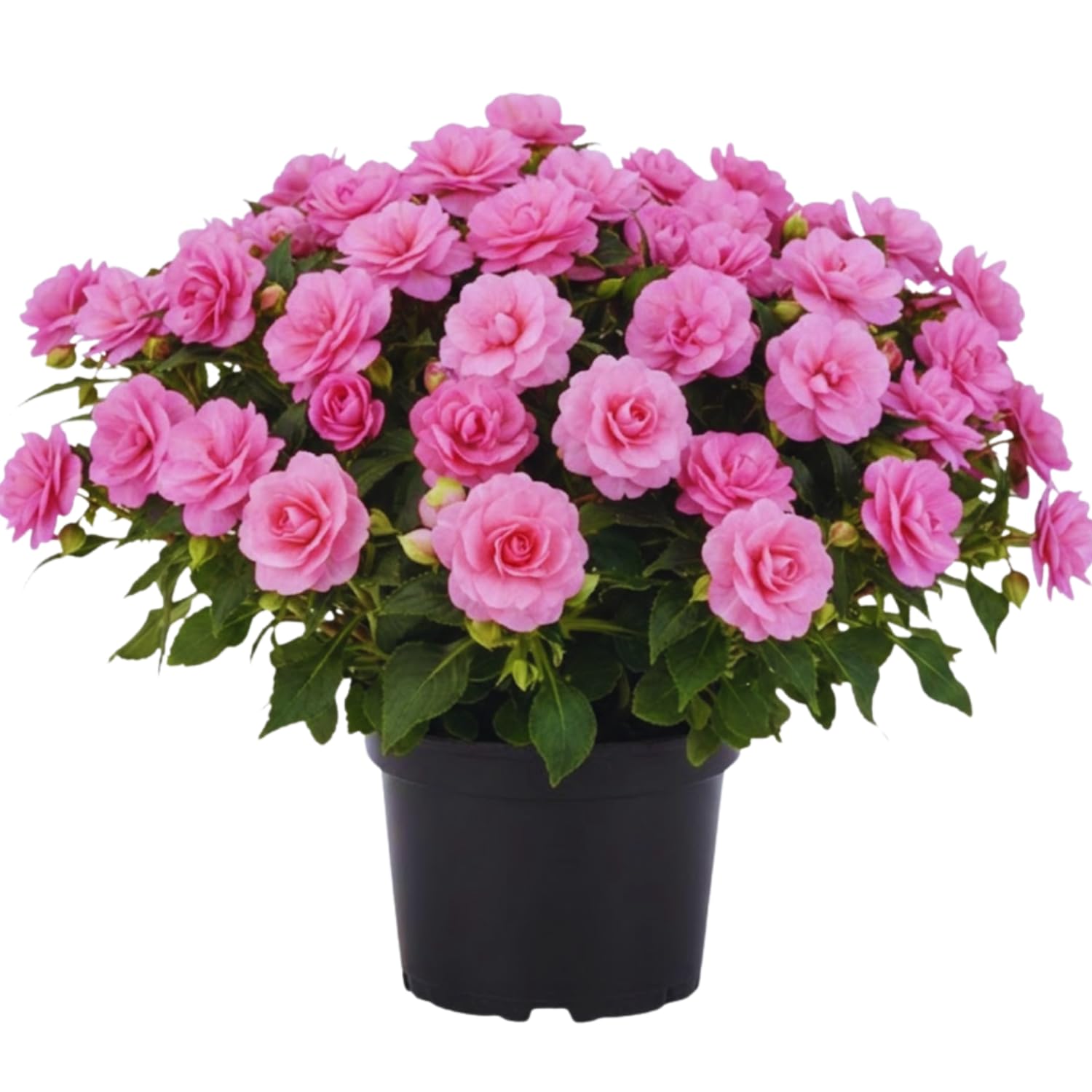 2 Impatiens Plants Live, Impatiens Flower Live Plant, 5 to 7 Inc Tall, Annual Flower Hanging Basket Plants Outdoor Indoor (Double Pink)