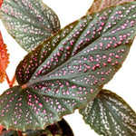 Live Begonia Plant, Indoor Flowering Houseplant, 4-8 Inches Tall, for Indoor or Outdoor Gardens (Pink Polka Dot Foliage)