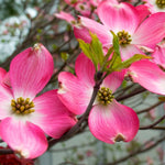 Pink Dogwood Tree Plant Live, Pink Dogwood Trees for Planting Outdoors, Pink Flowering Dogwood Tree, 6 to 12 Inc Tall in 2.5 Inc Pot